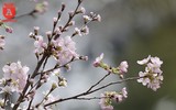 Hàng nghìn người đến lễ hội hoa anh đào vào dịp cuối tuần